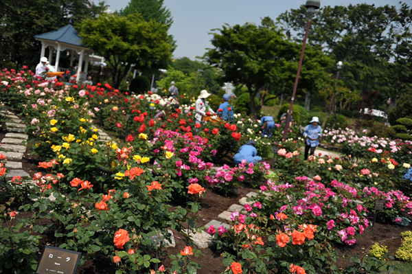 110518 hana 5 DSC_8289.jpg